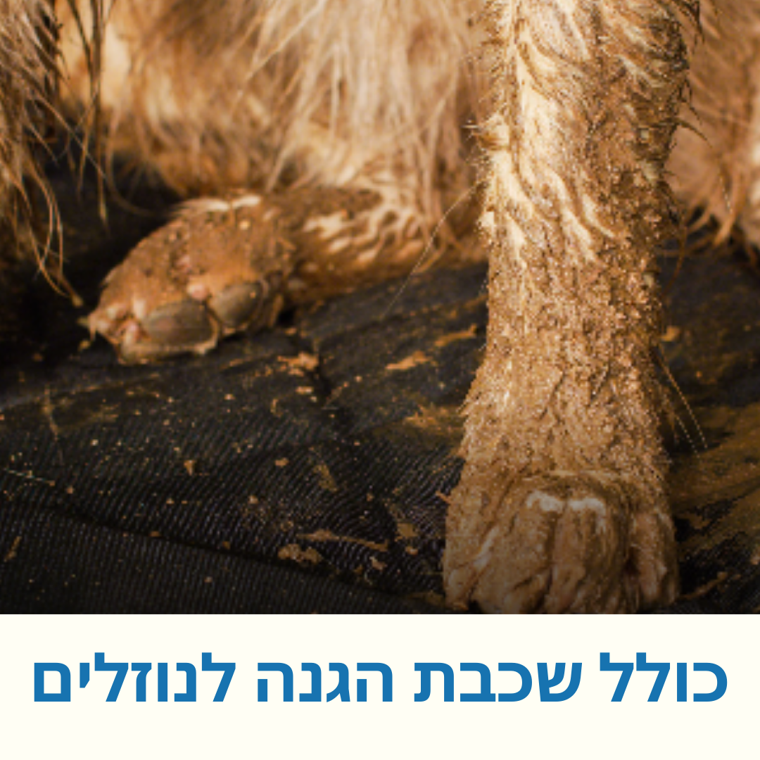 PawShield Pro - כיסוי מושבים פרימיום לרכב שלך